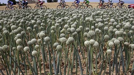 Des coureurs &eacute;chapp&eacute;s du peloton du Tour de France traversent des champs d'oignons lors de la 15e &eacute;tape entre Givors (Rh&ocirc;ne) et le Mont Ventoux (Vaucluse), le 14 juillet 2013. (JACKY NAEGELEN / REUTERS)