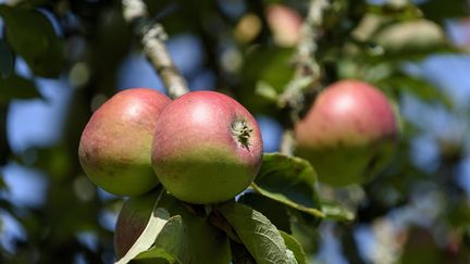 Des pommes sur un pommier. Photo d'illustration. (MAXPPP)