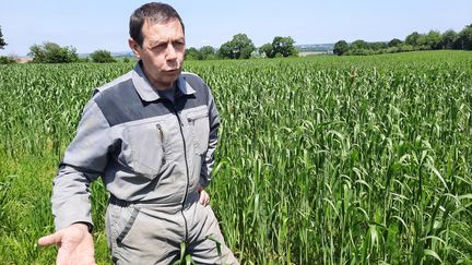 L'agriculteur Rémy Gicquel a commencé à cultiver des lentilles sur son exploitation à Saint-Gonnery (Morbihan). (GUILLAUME GAVEN / FRANCEINFO)