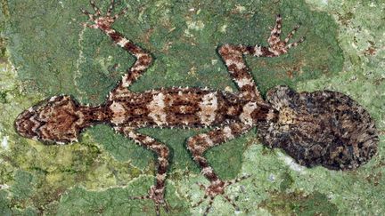 Le gecko&nbsp;Saltuarius eximius a &eacute;t&eacute; d&eacute;couvert dans un "monde perdu" en Australie, r&eacute;v&egrave;lent des chercheurs, le 28 octobre 2013. (CONRAD HOSKIN / JAMES COOK UNIVERSITY QUEENSLAND / AFP)