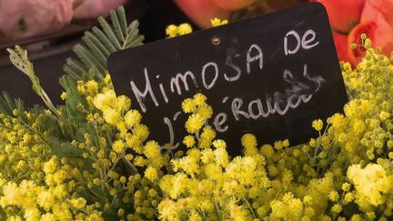 Cette année, en raison de la douceur des températures, les mimosas ont de l’avance.  (France 2)