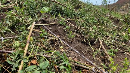 Des plants de tomates détruits après le passage du cyclone Chido à Mayotte. (BORIS LOUMAGNE / RADIO FRANCE)