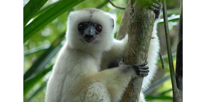 Le Sifaka soyeux, l&#039;un des primates les plus menacés au monde.
 (Jeff Gibbs)