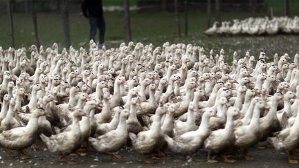 Grippe aviaire : une épidémie difficilement maîtrisable