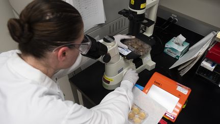 Une scientifique devant un microscope dans un laboratoire de recherche sur le vaccin contre le coronavirus à Gaithersburg (USA). (ANDREW CABALLERO-REYNOLDS / AFP)