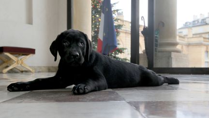 Les chiens sont traditionnellement présents à l'Elysée. Ainsi, Philae a fait son entrée à l'Elysée à l'occasion de Noël 2014. La femelle labrador a suivi François Hollande dans sa nouvelle vie.&nbsp; (CHRISTELLE ALIX / PRESIDENCE DE LA REPUBLIQUE / AFP)