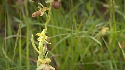 Biodiversité : des voleurs de bulbes d'orchidées