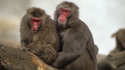 Des macaques japonais, le 26 septembre 2016. (LEEMAGE)