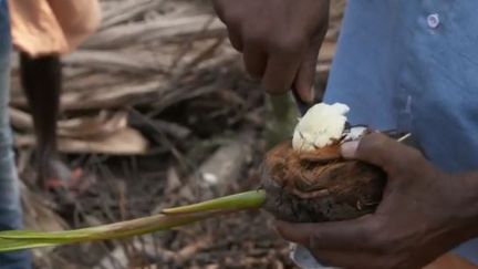 Noix coco Inde (FRANCE 2)