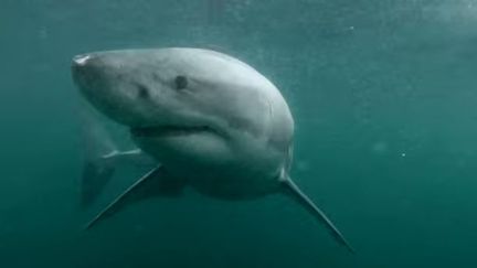 Capture &eacute;cran de la vid&eacute;o de Terry Tufferson publi&eacute;e le 11 juin 2014, intitul&eacute;e : "Un homme se bat avec un grand requin blanc dans le port de Sydney". (TERRY TUFFERSON / YOUTUBE / FRANCETV INFO)