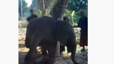 Une vidéo diffusée le 24 juin 2020 par&nbsp;le groupe britannique de défense des animaux World Animal Protection (WAP) montre les techniques de dressages des éléphants domestiqués&nbsp;à des fins touristiques.&nbsp; (CAPTURE ECRAN / WORLD ANIMAL PROTECTION (WAP))