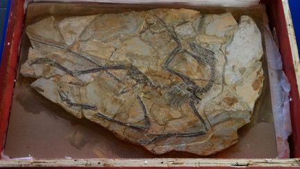 Le fossile de microraptor vieux d'environ 120 millions d'années restitué à la Chine.
 (MARC-ANTOINE BAUDOUX / AFP)