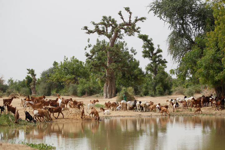 Sur les bords de la rivière&nbsp;Hadejia dans le&nbsp;village de Wachakal, dans le nord du Nigeria, le 6 juillet 2017.. (REUTERS - AKINTUNDE AKINLEYE / X02000)