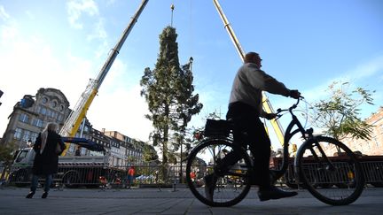 Noël : Strasbourg a choisi le sapin qui trônera place Kléber