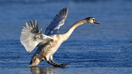 Un jeune cygne glisse sur le lac&nbsp;Wannsee à Berlin (Allemagne) le 17 janvier 2017. (RALF HIRSCHBERGER / DPA / AFP)