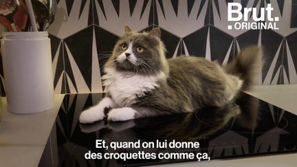 Rendre un chat heureux quand on vit en appartement, c'est possible. Voilà comment.