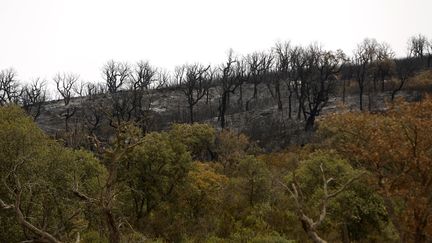 Une forêt à&nbsp;El Taref, dans l'extrême est de l'Algérie, brûlée par un incendie, le 18 août 2022. (HAMZA ZAIT / ANADOLU AGENCY / AFP)