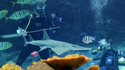 Des plongeurs de l'aquarium du zoo d'Hagenbeck (Allemagne) mesure une raie de la famille des Rhinobatidae. (MALTE CHRISTIANS / AFP)