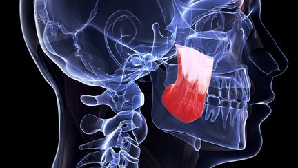 Le muscle masséter&nbsp;illustré par ordinateur. (SEBASTIAN KAULITZKI / SCIENCE PHOTO LIBRARY RF / GETTY IMAGES)