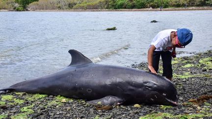 Un dauphin échoué sur les côtes de l'île Maurice, le 26 août 2020. (BEEKASH ROOPUN / L'EXPRESS MAURICE)