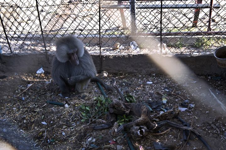 Un baboin regarde la carcasse d'un cong&eacute;n&egrave;re au zoo de Bissan, dans la ville de Beit Hanun au nord de la bande de Gaza, le 14 ao&ucirc;t 2014. (ROBERTO SCHMIDT / AFP)