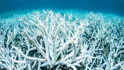 Des coraux blanchis, dans la Grance Barrière de corail, en Australie, près de Port Douglas, le 20 février 2017. (GREENPEACE / REUTERS)