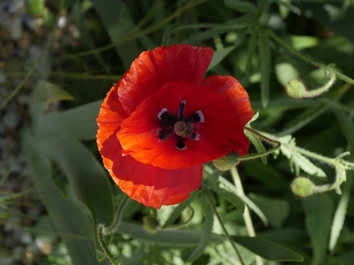 Coquelicot (Papaver rhoeas)&nbsp;en bord de chemin.&nbsp; (ISABELLE MORAND / RADIO FRANCE / FRANCE INFO)