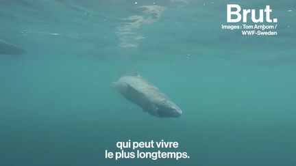 VIDEO. Ce requin pourrait vivre jusqu'à 512 ans (BRUT)