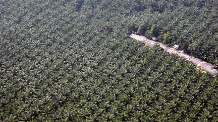 Ses écosystèmes sont abimés par l’urbanisation, les activités industrielles comme la production de pâte à papier et l’agriculture intensive des palmiers à huile.
	  (AFP PHOTO / AHMAD ZAMRONI)