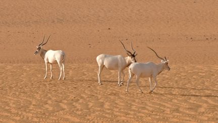 Antilopes Addax dans le désert de Tin Toumma. Une espèce menacée d'extinction, selon l'Union internationale pour la conservation de la nature (photo prise le 6 mais 2016 à 370 km au nord de la ville de Diffa, dans l'est du Niger) (THOMAS RABEIL / AFP)