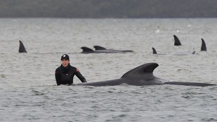 Une secouriste tente de venir en aide à un dauphin-pilote, le 22 septembre 2020. (BRODIE WEEDING / AFP)