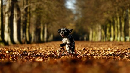 Un chien dans le Marbury Park, à Cheshire, au Royaume-Uni, le 25 novembre 2016. (JASON CAIRNDUFF / REUTERS / X03805)