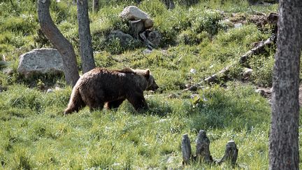 Un ours brun dans les Pyr&eacute;n&eacute;es orientales fran&ccedil;aises, le 10 novembre 2010. (FRILET PATRICK / HEMIS.FR / AFP)