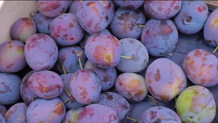 Agriculture : la récolte des prunes a débuté en Occitanie (France 2)