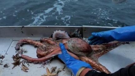 Bretagne : le poulpe envahit la baie de Quiberon