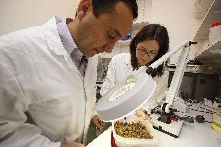 Institut Pasteur à Paris en 2008. Département de virologie. Recherche sur la transmission du virus du chikungunya. (UNIVERSAL IMAGES GROUP VIA GETTY)