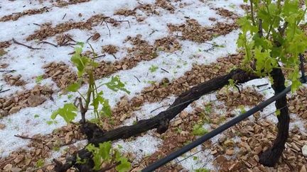 Var : des dizaines d'hectares de vignes dévastés par les orages de grêle (France 2)