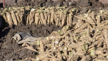 Une production d'endives en Belgique, pays qui a voté pour le maintien de l'utilisation des pesticides (NICOLAS MAETERLINCK / BELGA MAG)