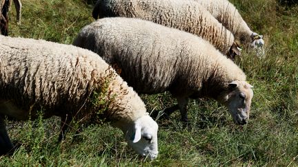 Une ferme d'élevage de moutons, le 27 août 2024. Image d'illustration. (FRANCK KOBI / MAXPPP)