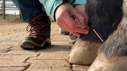 Séance d'acupuncture pour ce cheval. (CAPTURE D'ÉCRAN FRANCE 3)