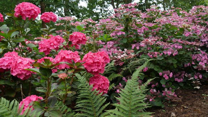 Certains jardins de l'association accueillent de nombreux hortensias. Ils ne seront pas aussi fleuris en juin mais les adhérents sauront vous recommander les meilleures variétés.&nbsp; (ISABELLE MORAND / RADIO FRANCE / FRANCE INFO)