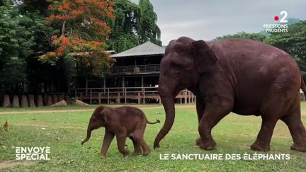 Envoyé spécial. Le sanctuaire des éléphants