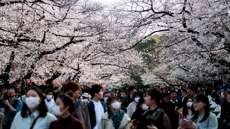 Les Japonais Fetent Les Fleurs De Cerisier Joie Du Printemps Malgre Le Coronavirus