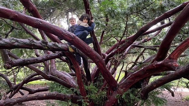 Sonam et Adrian grimpent aux arbres du parc Montsouris à Paris. (INGRID POHU / RADIOFRANCE)