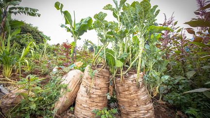 Et dans les bidonvilles de Kibera beaucoup ne sont pas en mesure de pratiquer et de prendre des mesures de recyclage des déchets en plastique, précise le photographe Donwilson Odhiambo. La plupart des habitants utilisent de sacs en polypropylène pour construire leurs nouvelles maisons et des petits commerces, ou pour planter des légumes.&nbsp;&nbsp; (DONWILSON ODHIAMBO / SOPA IMAGES / SIPA)