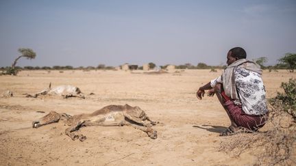 Un homme assis à côté d'animaux morts dans le village de Hargududo, à 80 kilomètres de la ville de Gode, en Éthiopie, le 7 avril 2022. (EDUARDO SOTERAS / AFP)