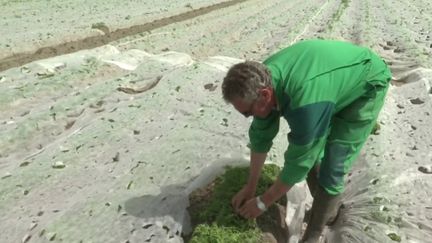 Intempéries : l’ouest de la France frappé par des très violents orages de grêle