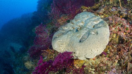 Une éponge est photographiée&nbsp;en mer près de Capri (Italie), le 12 janvier 2021. (FRANCO BANFI / BIOSPHOTO / AFP)