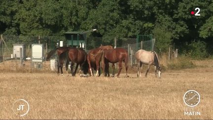 Faits-divers : des chevaux mutilés en série en France