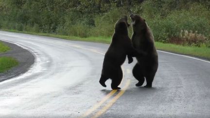 Le combat de deux grizzlis au Canada en Colombie-Brittanique. (CAPTURE D'ÉCRAN YOUTUBE)